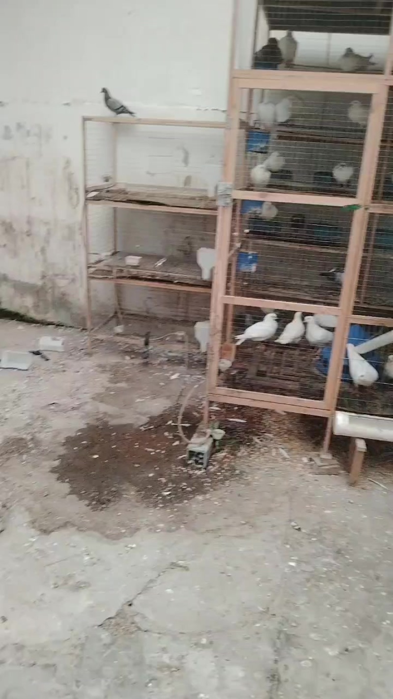 肉鸽养殖技术