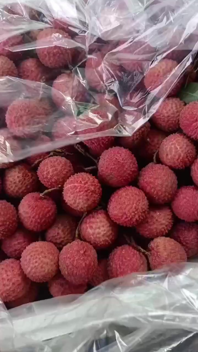 高州荔枝桂味上万斤