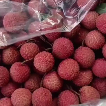 高州荔枝桂味上万斤