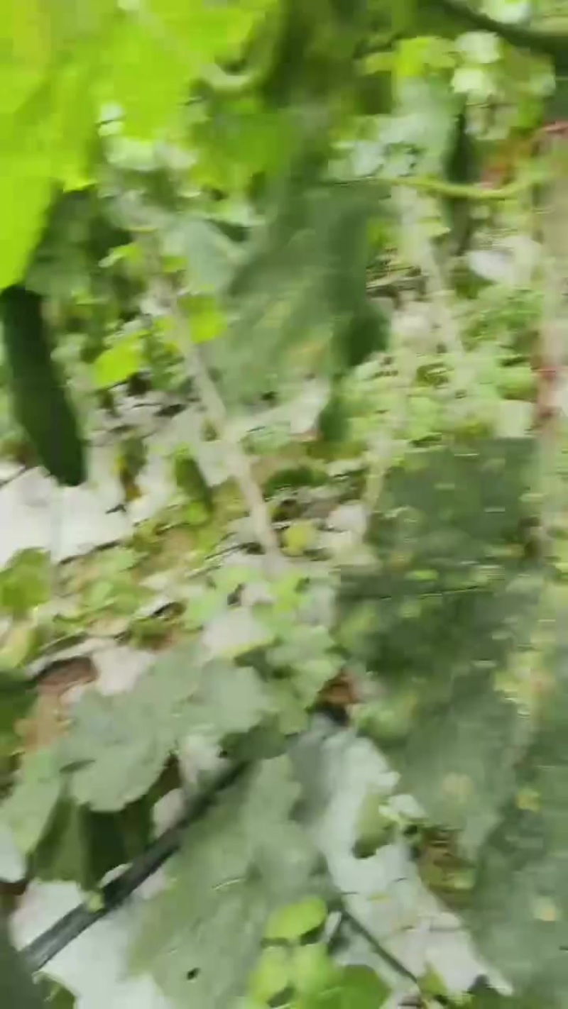 黑皮冬瓜，有需要可以联系我，价格可以谈