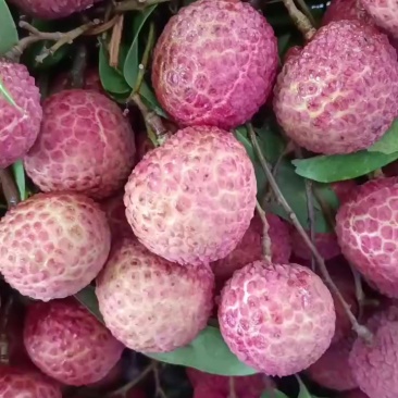荔枝