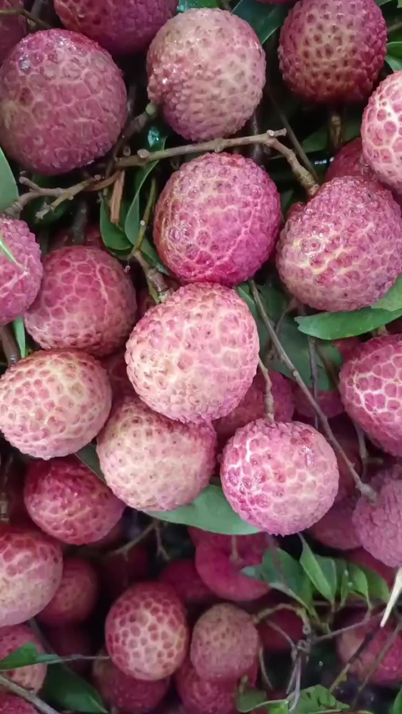 荔枝