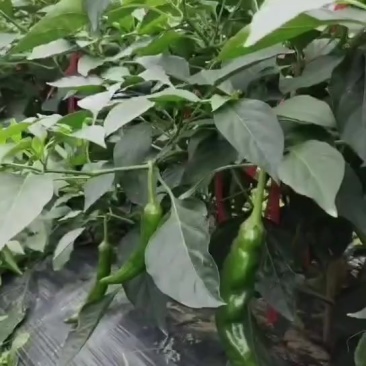 新鲜辣椒，每日可供货几千斤，有需要可联系我，