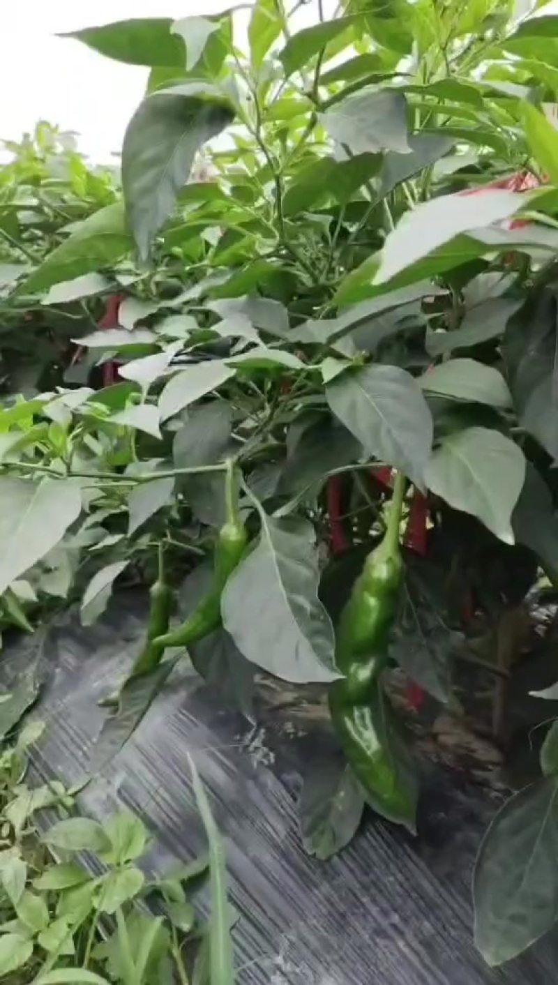 新鲜辣椒，每日可供货几千斤，有需要可联系我，