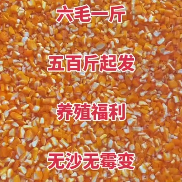 精品玉米饲料