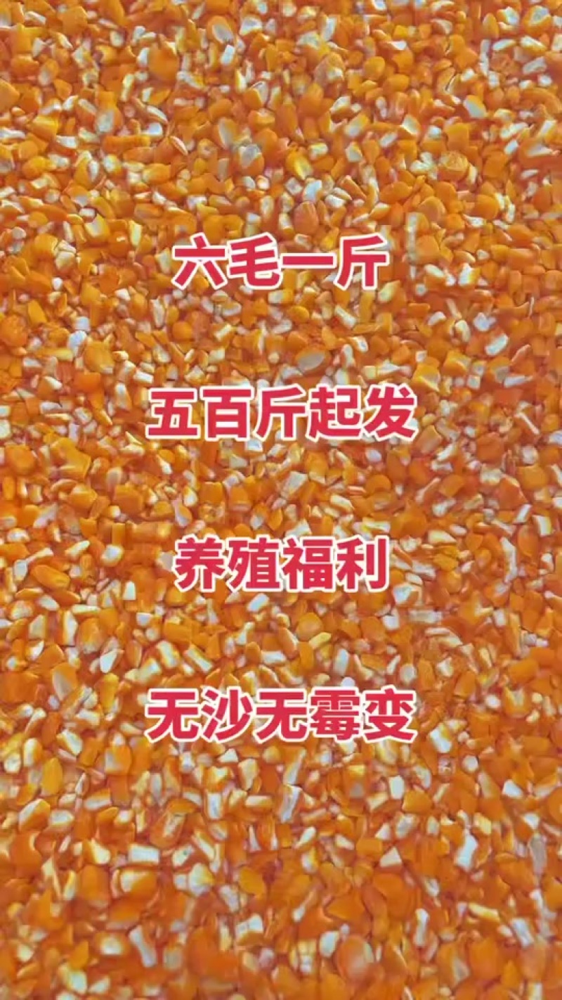 精品玉米饲料