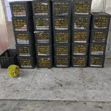 黄皮果