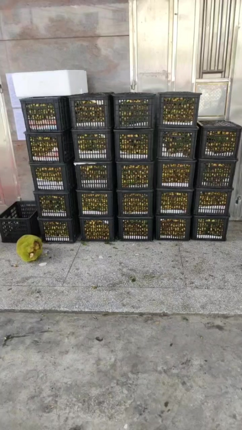 黄皮果