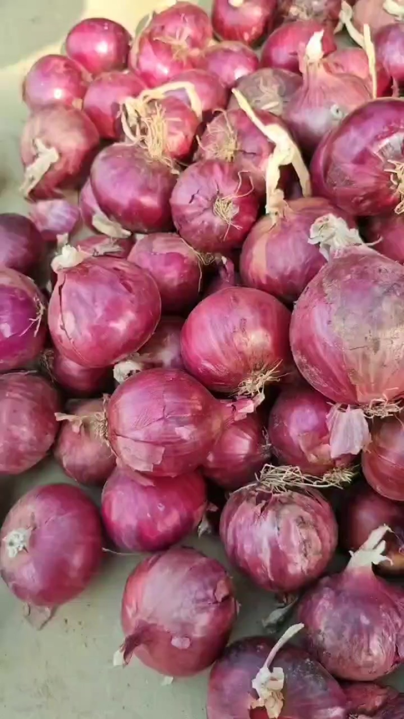 洋葱