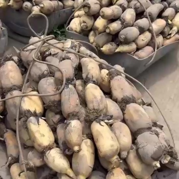 小白胖