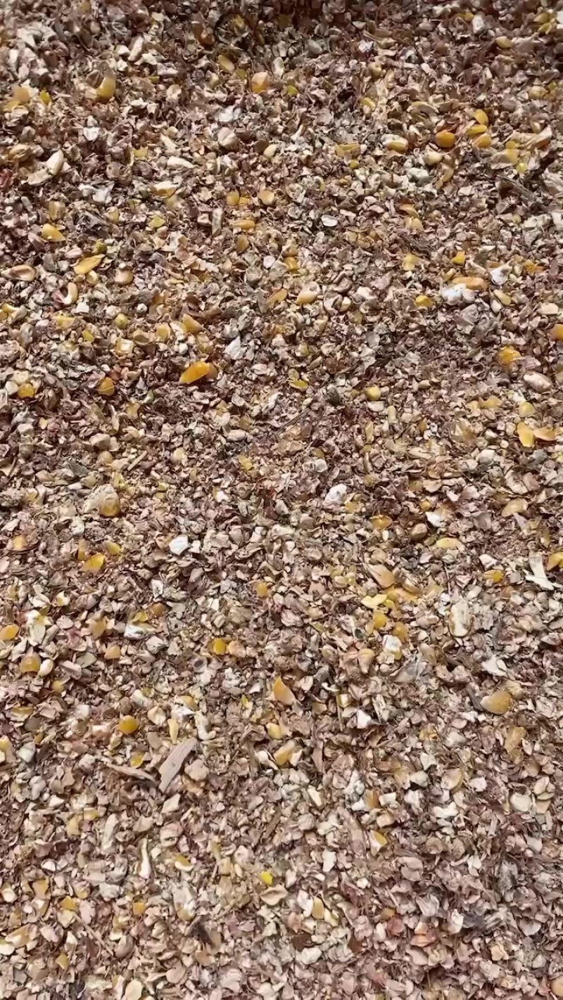 八个粮碎玉米