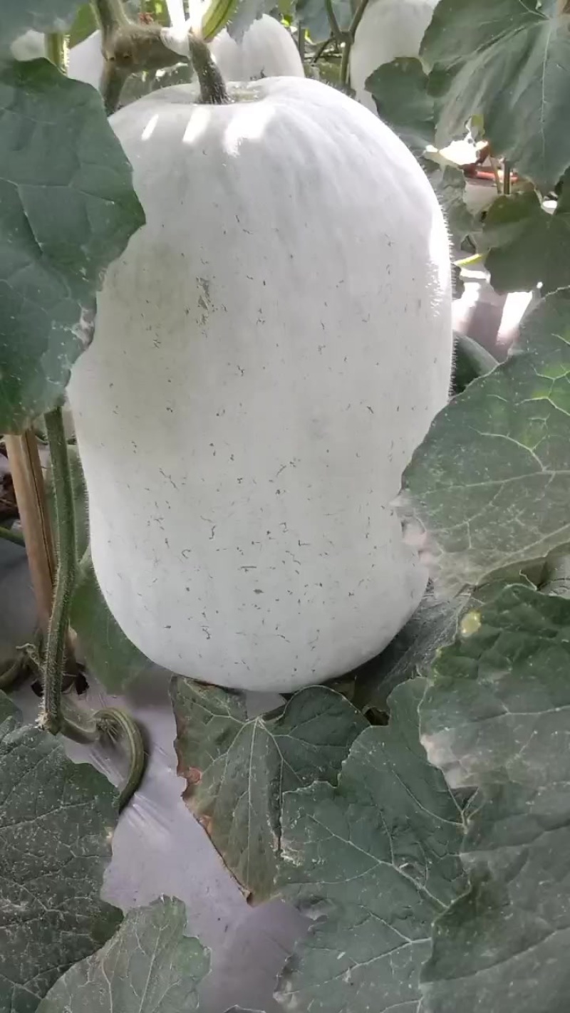 我想卖白冬瓜