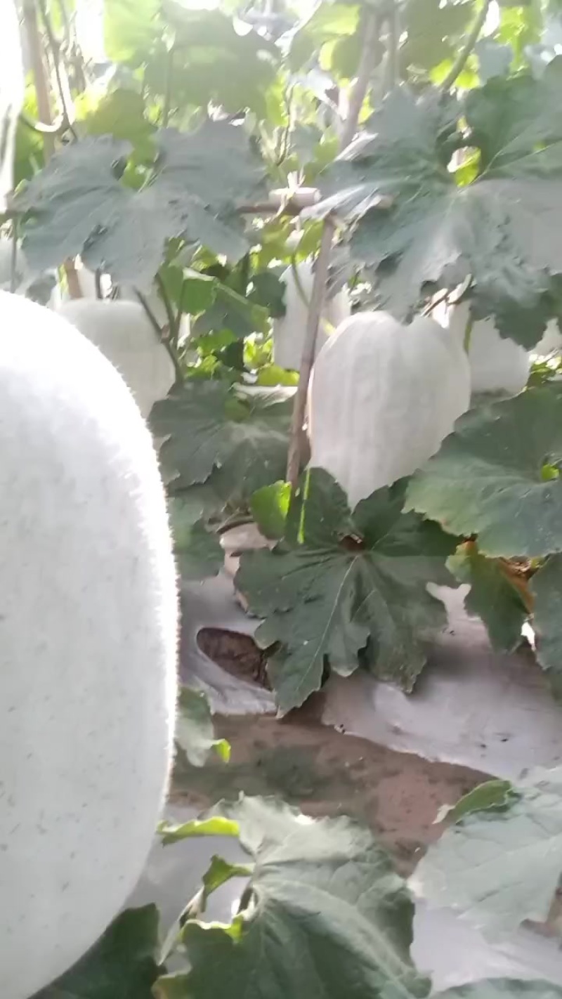 我想卖白冬瓜