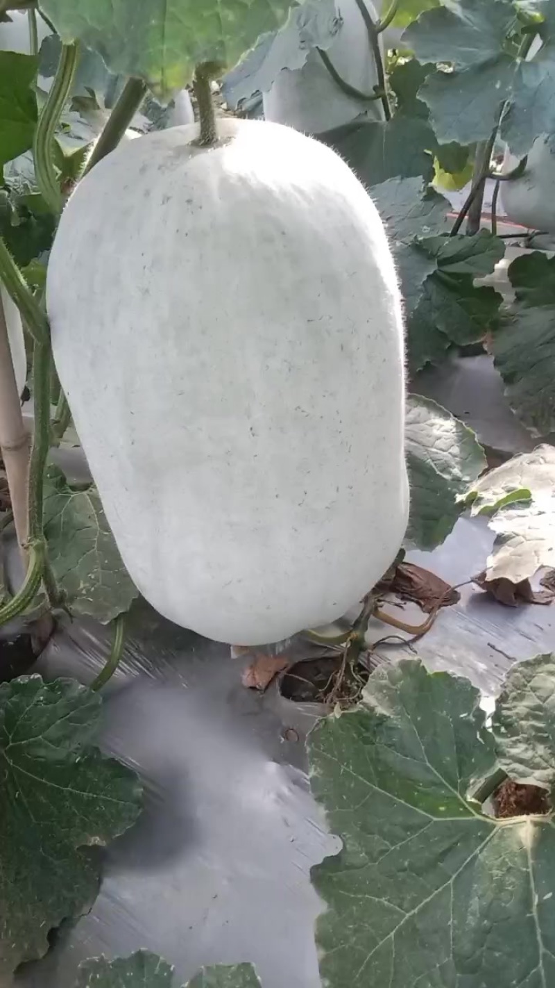 我想卖白冬瓜