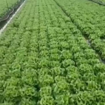 意大利生菜现货精品