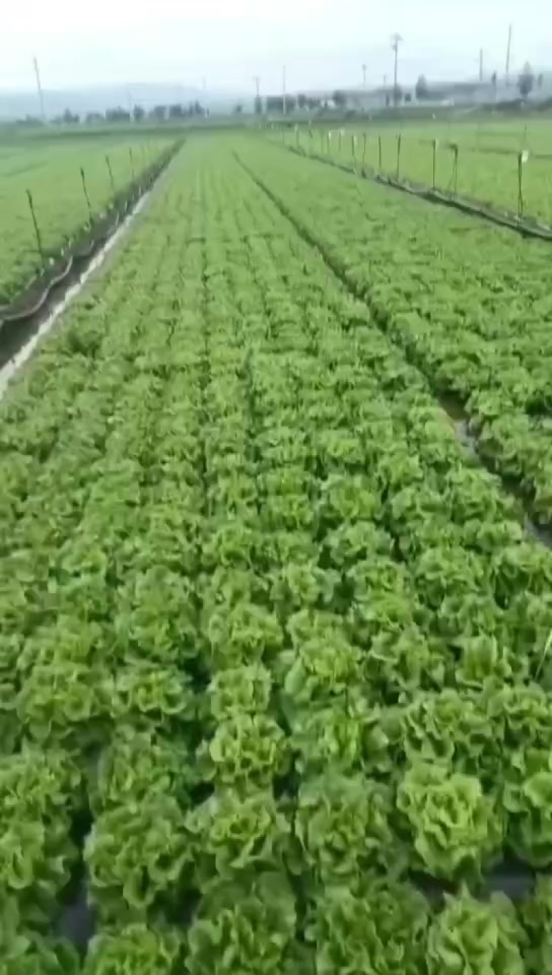 意大利生菜现货精品