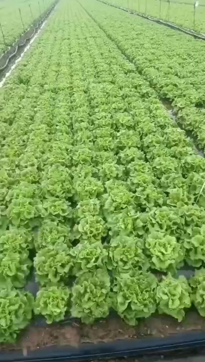 意大利生菜现货精品