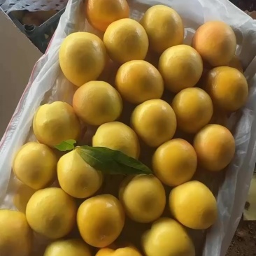 河北露天黄油