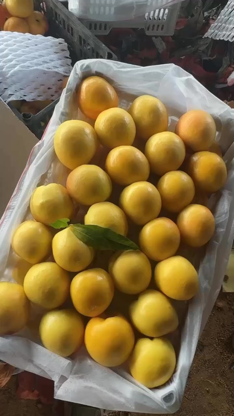 河北露天黄油