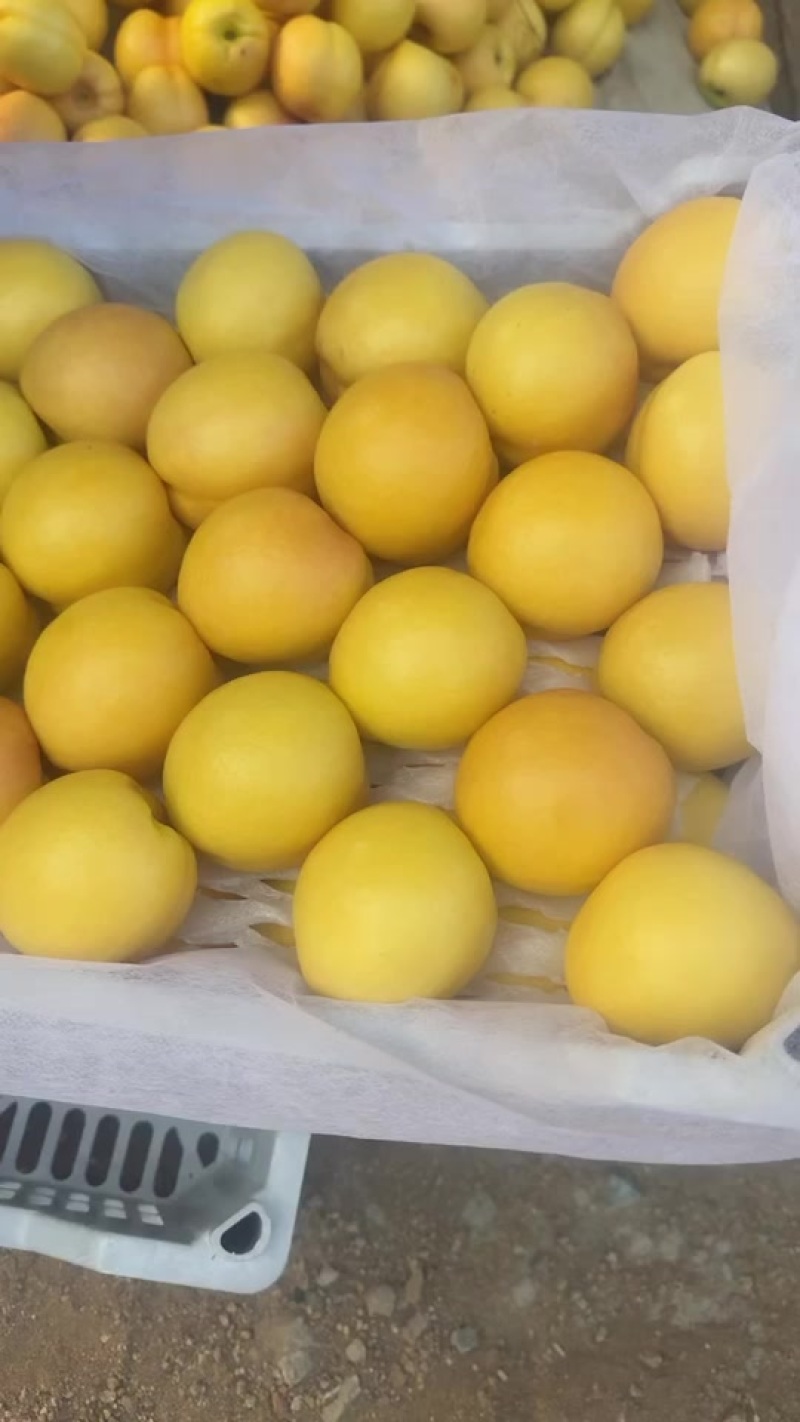 河北露天黄油