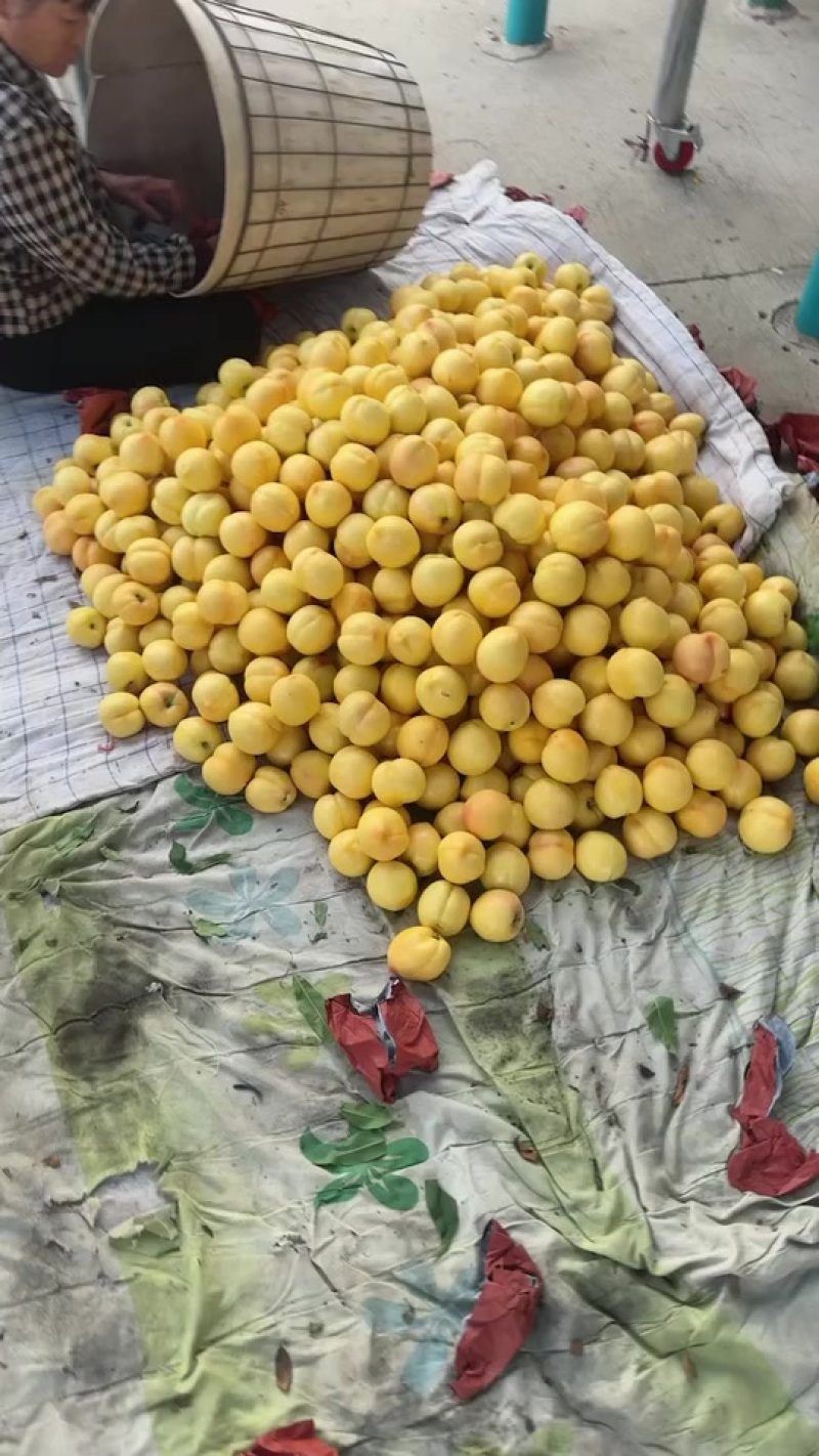河北露天黄油