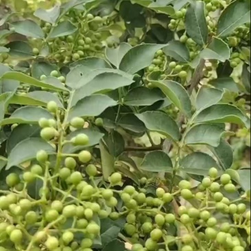 大红袍鲜花椒