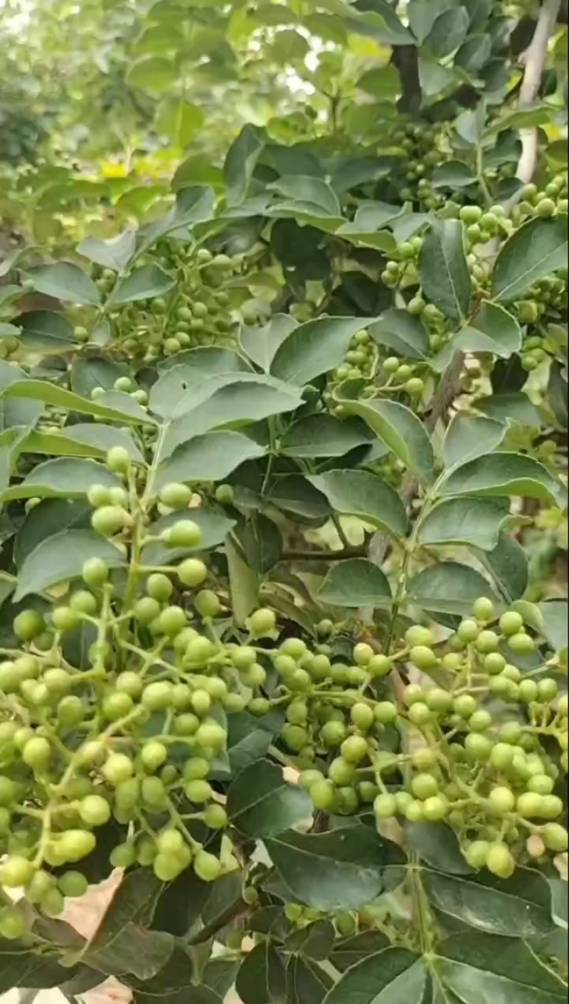 大红袍鲜花椒