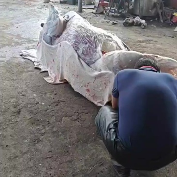 牛羊肉