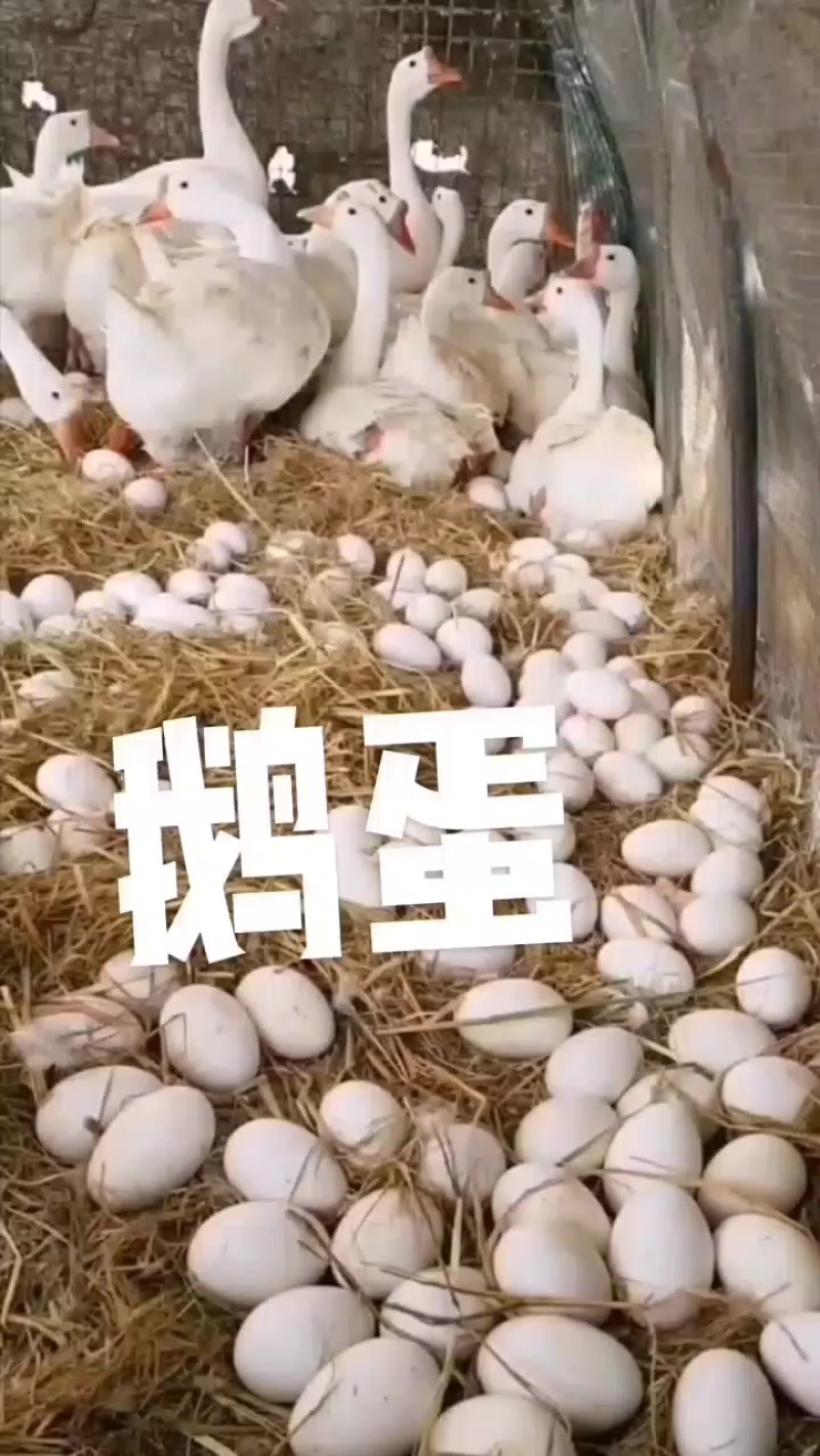 批发鹅蛋***********