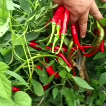 三号线椒