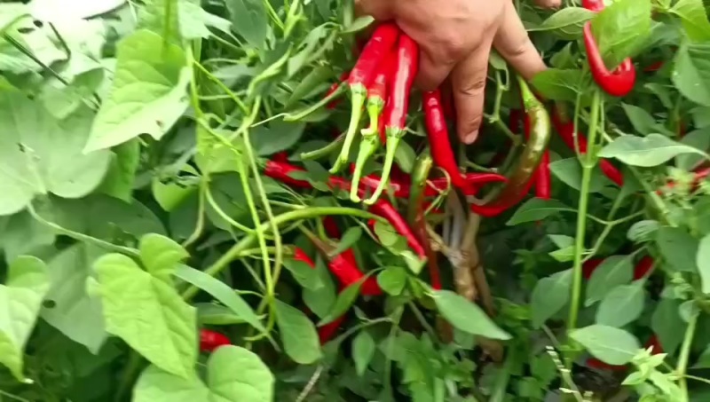 三号线椒