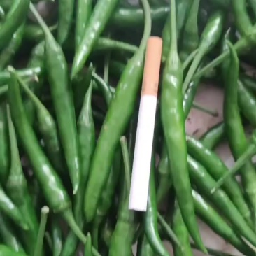 小米辣椒