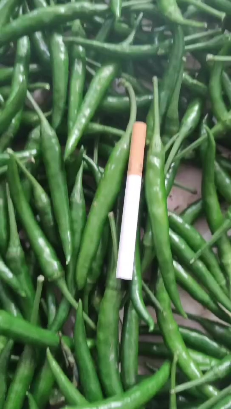 小米辣椒