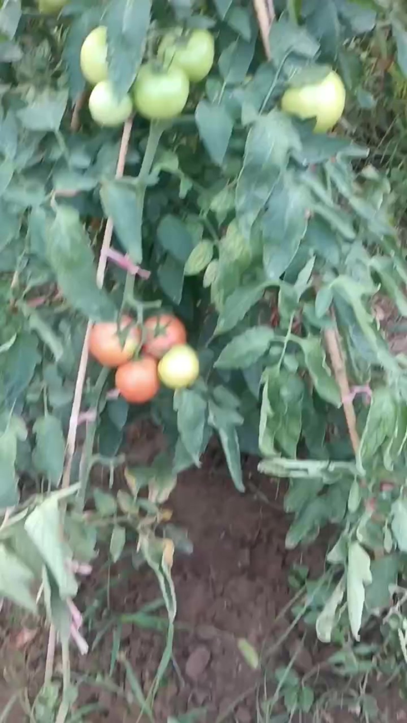 西红柿天新108