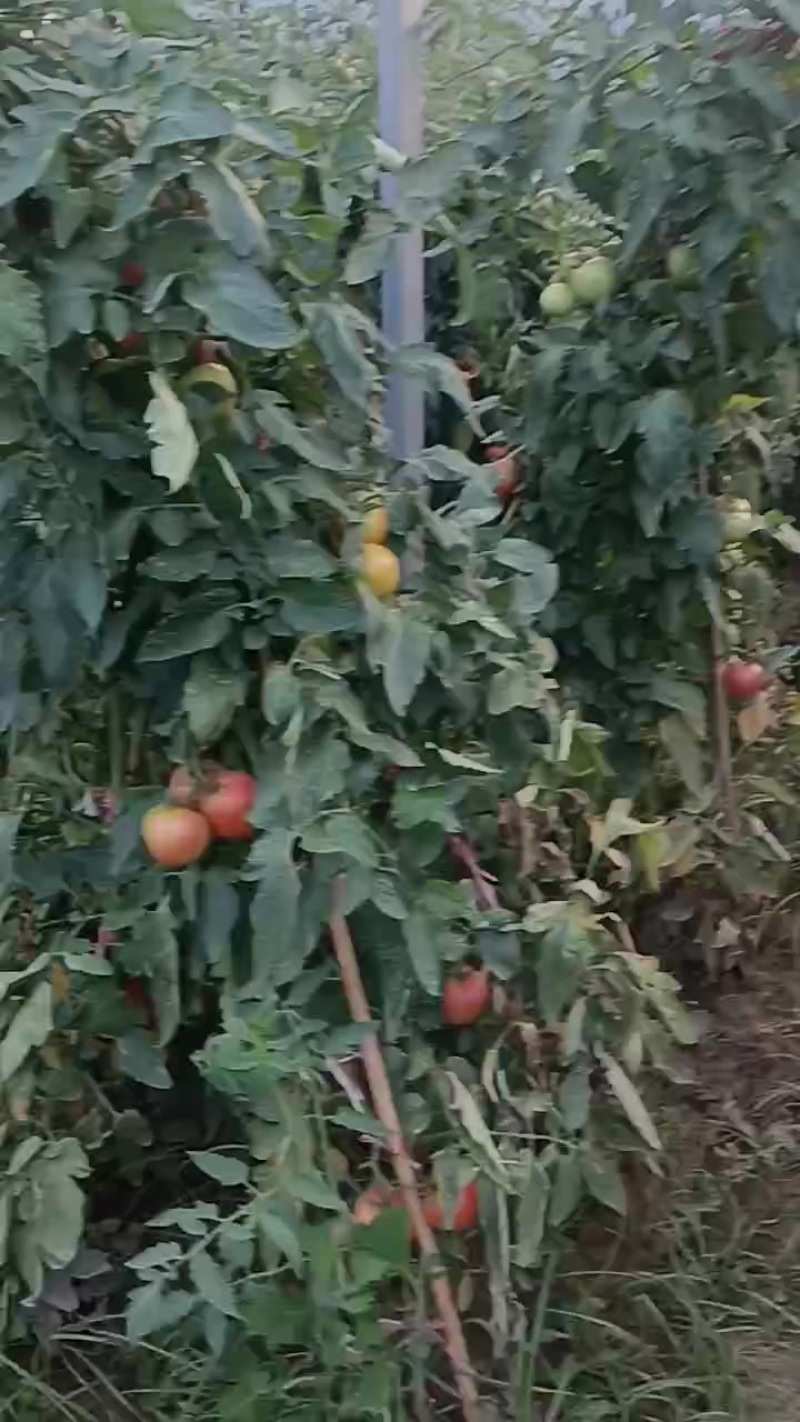西红柿天新108