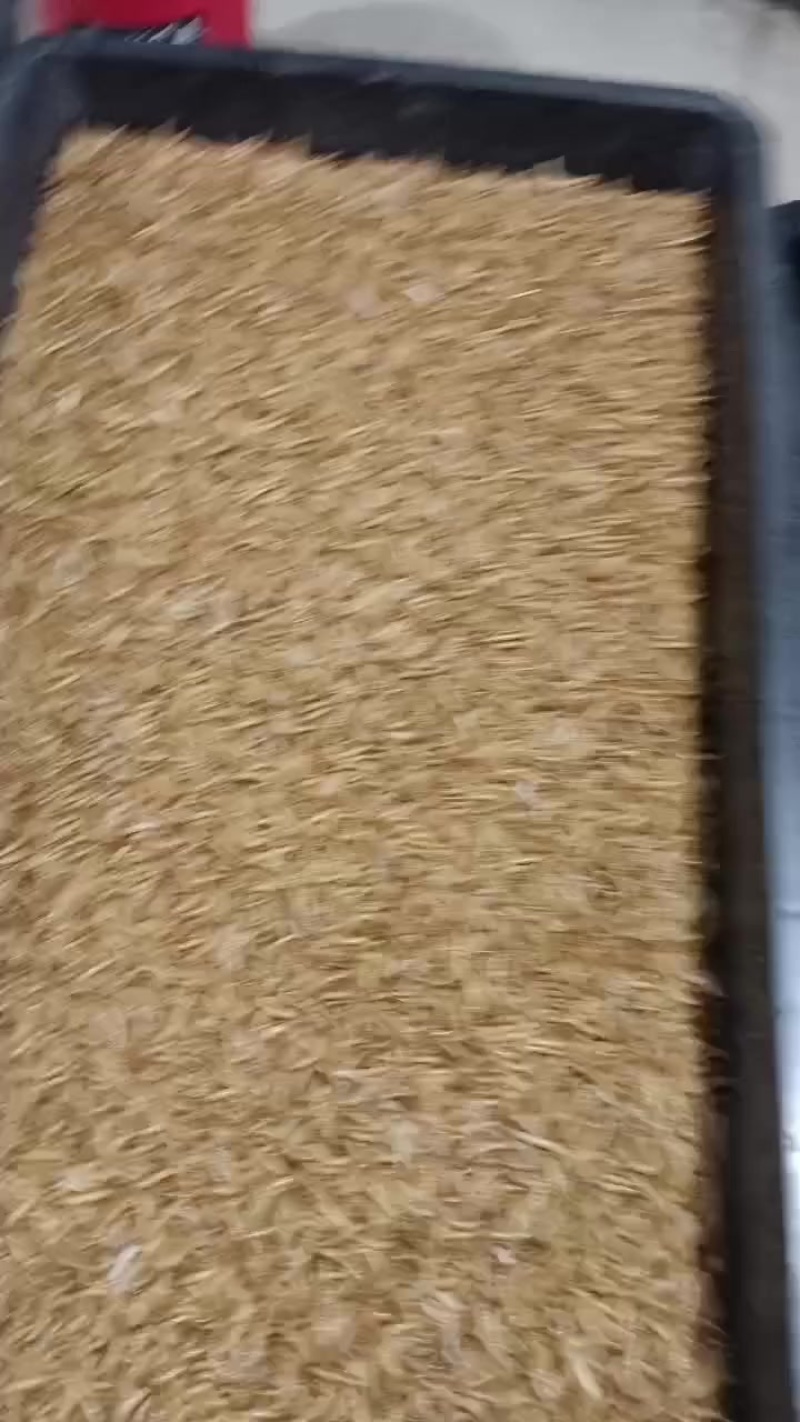 黄粉虫