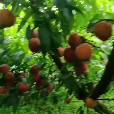 黄金蜜桃1号大量上市，8万斤货，有看好的老板速度