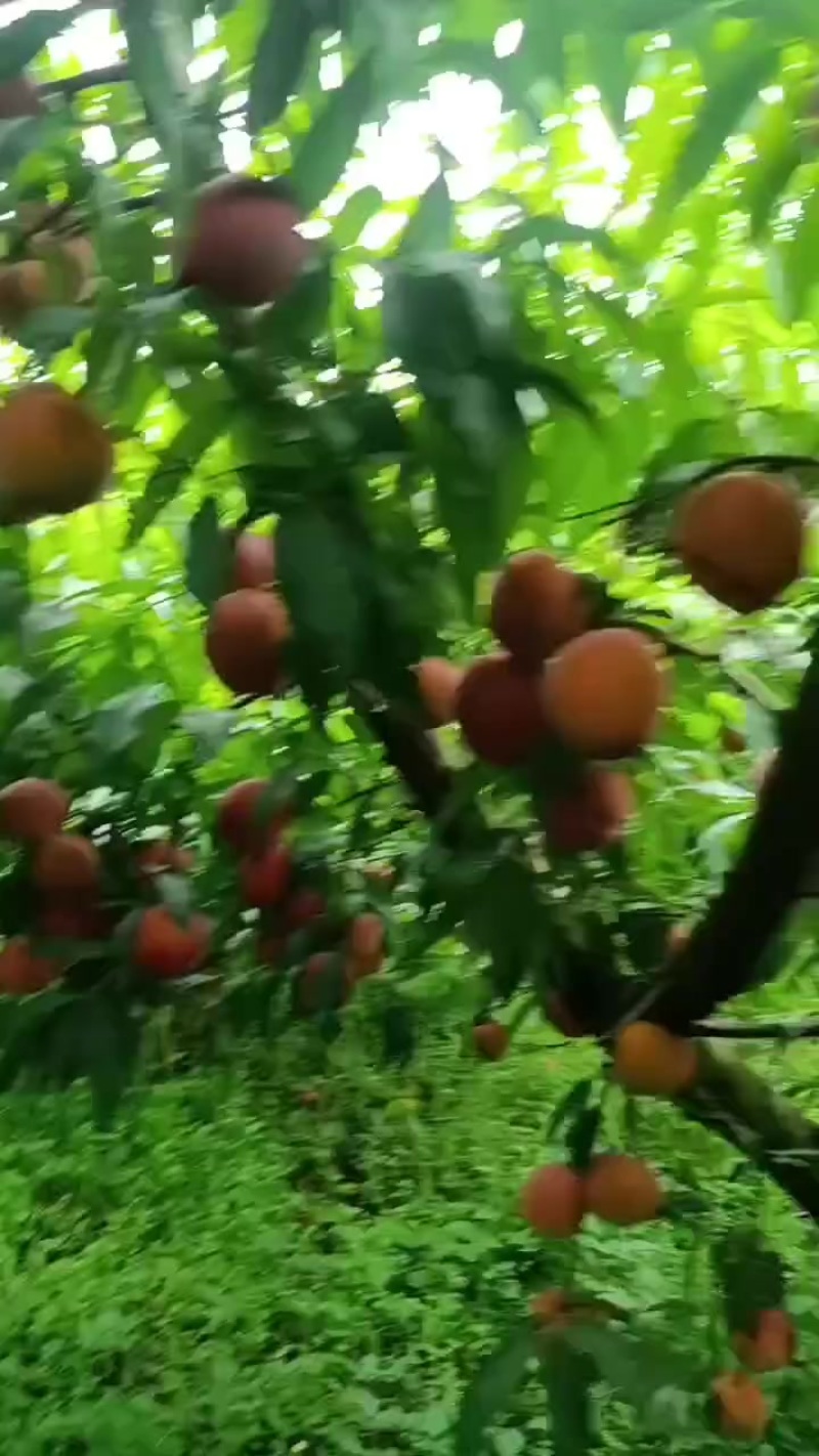 黄金蜜桃1号大量上市，8万斤货，有看好的老板速度