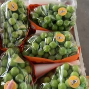 阳光玫瑰
