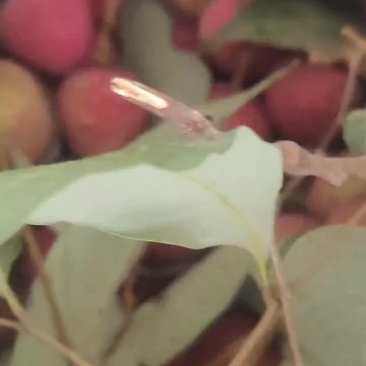 广西灵山荔枝