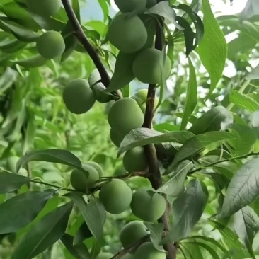半边红李子，脱骨李