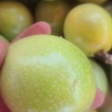 百香果