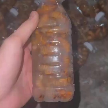 金蝉大量有货，顺丰包邮