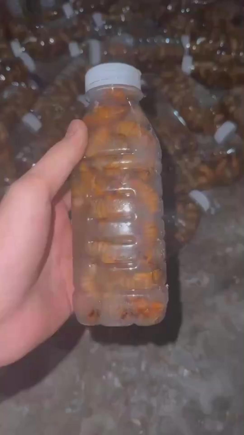 金蝉大量有货，顺丰包邮