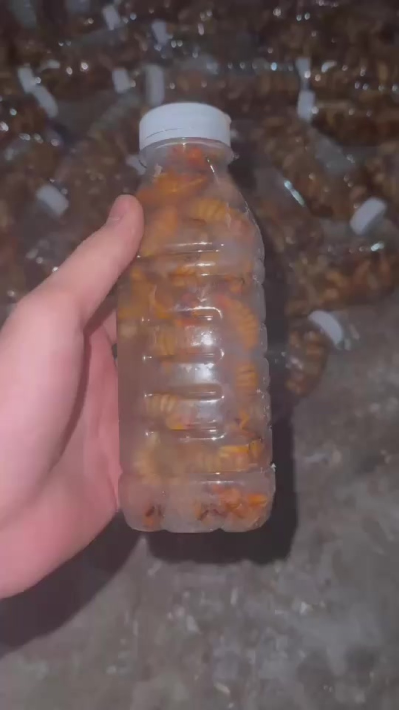 金蝉大量有货，顺丰包邮