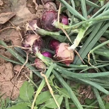 洋葱