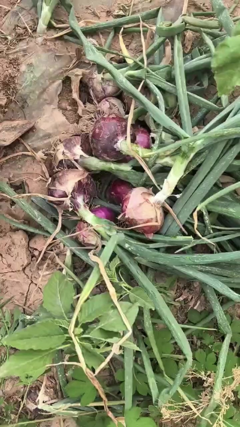 洋葱