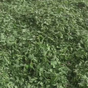 野生灰灰菜
