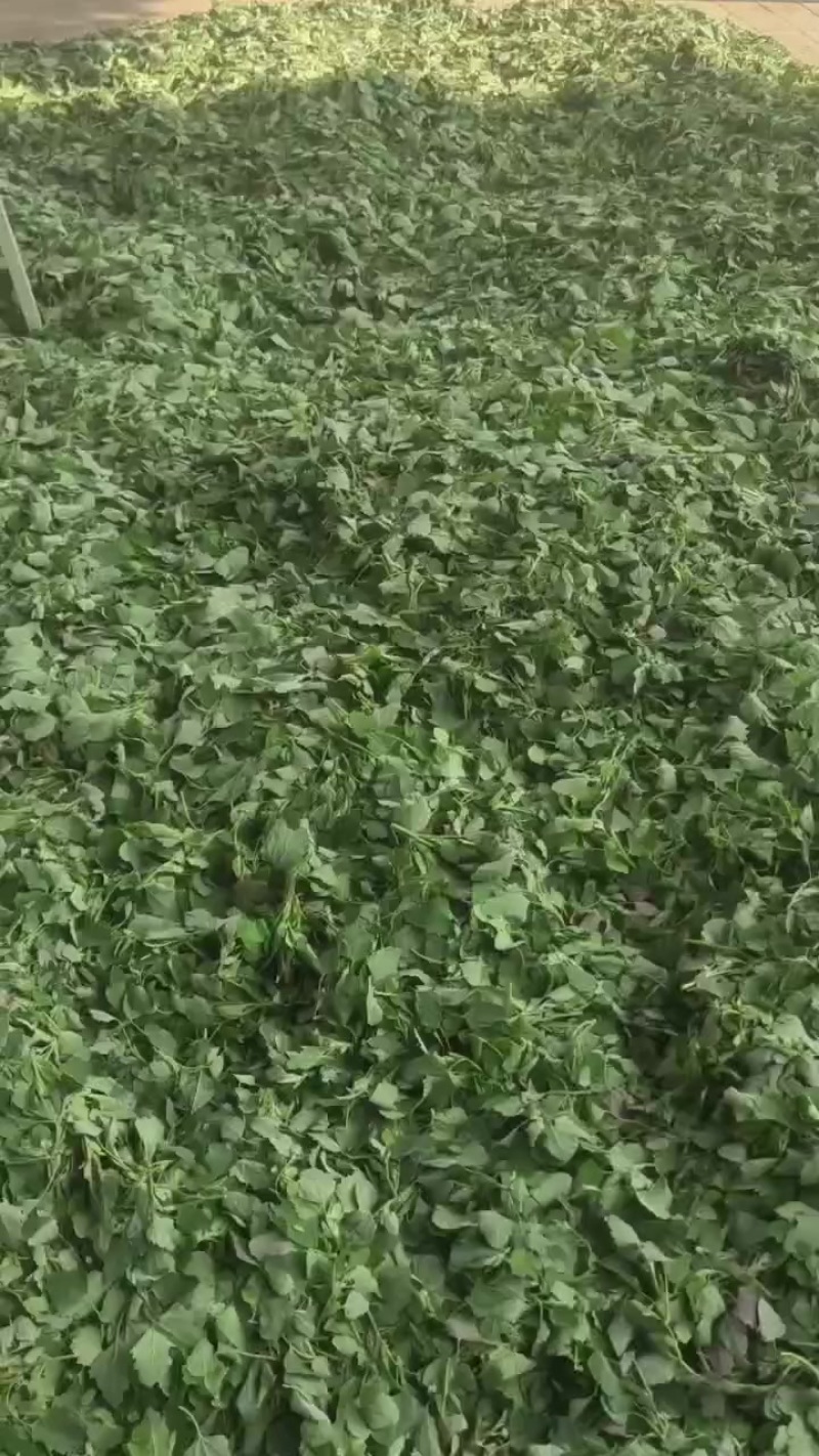 野生灰灰菜
