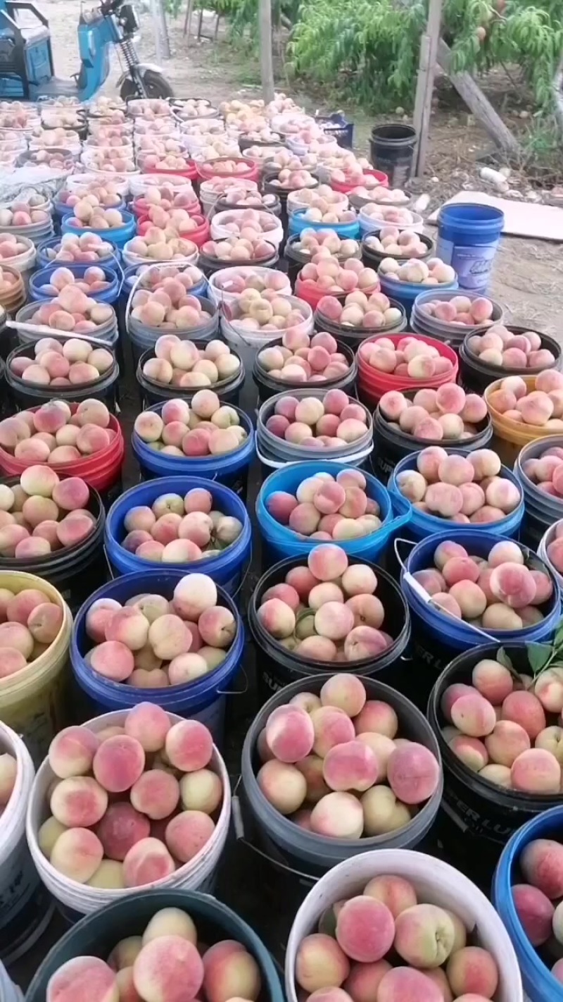 精品红不软